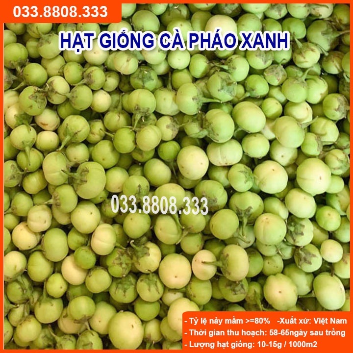 Hạt Giống Cà Pháo Xanh - Quả To Đẹp