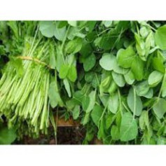 Hạt Giống Đậu Hà Lan Ăn Lá- Hạt Nhập Nguyên Gói Thái Lan [Tặng kèm 1 siêu kích rễ cực mạnh dùng cho 24l nước]