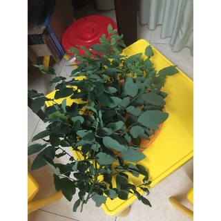 Hạt giống rau ngót