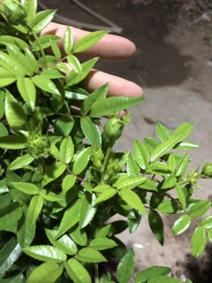 Hoa Hồng Xanh