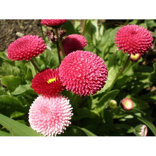 Hạt giống hoa Cúc Bellis