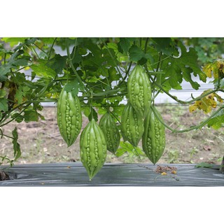 Khổ Qua Lai F1 RaĐo 09 - RẠNG ĐÔNG