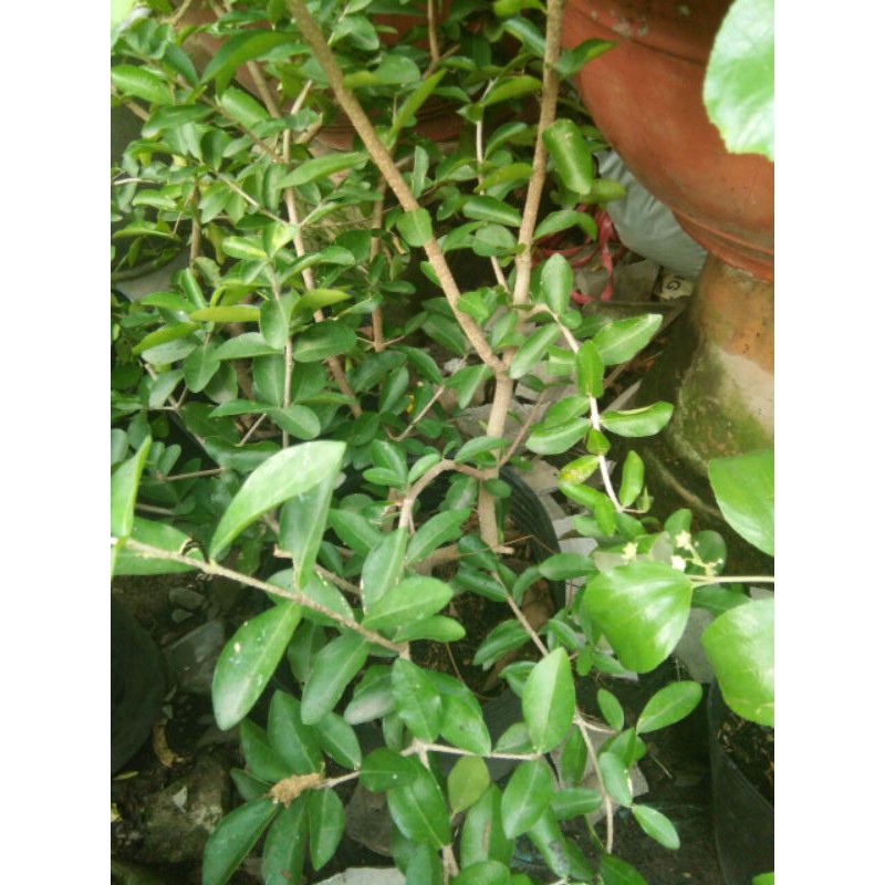 Chậu cây sơ ri thái chậu to, cây đẹp.cao từ 130cm