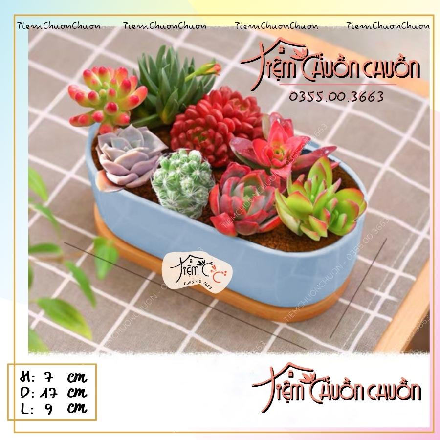 Chậu Cây Sứ Dáng THUYỀN Nhiều Màu - Trồng Cây Bonsai, sen đá, xương rông - Decor Bàn Làm Việc - tiemchuonchuon