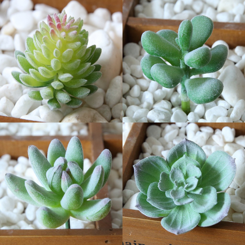 Cây Mọng Nước Nhân Tạo Mini Dễ Thương Dùng Trang Trí Bàn Làm Việc