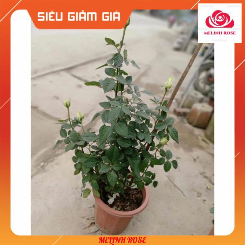 Hoa hồng Pháp Green Romantica Cây hoa hồng Pháp Green Romantica