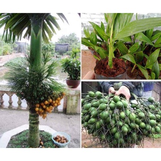 Cây Giống Cau Tứ Quý