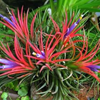 Cây không khí,  size cây trưởng thành siêu to nhiều mầm gốc,  thanh lọc khí,  thải độc