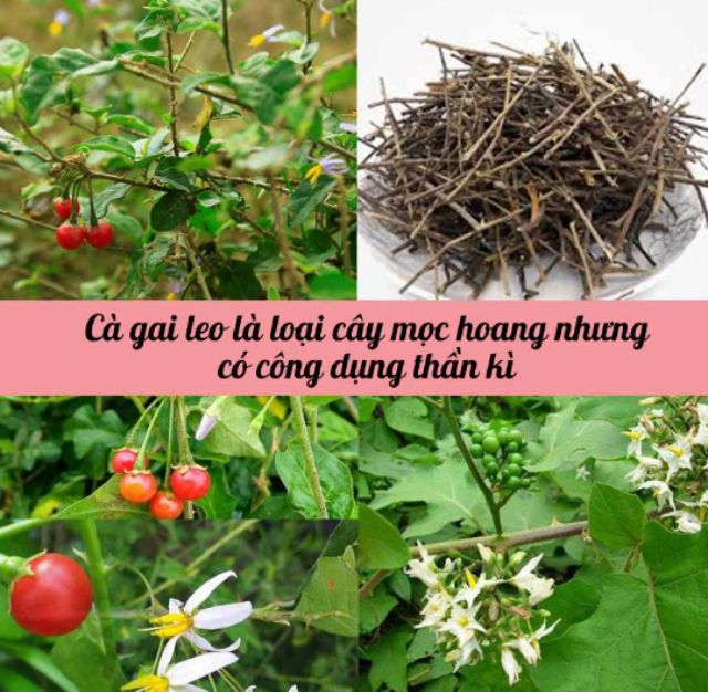 CÀ GAI LEO KHÔ (500G): Giải độc gan, hỗ trợ điều trị viêm gan, men gan cao, xơ gan, ung thư gan...