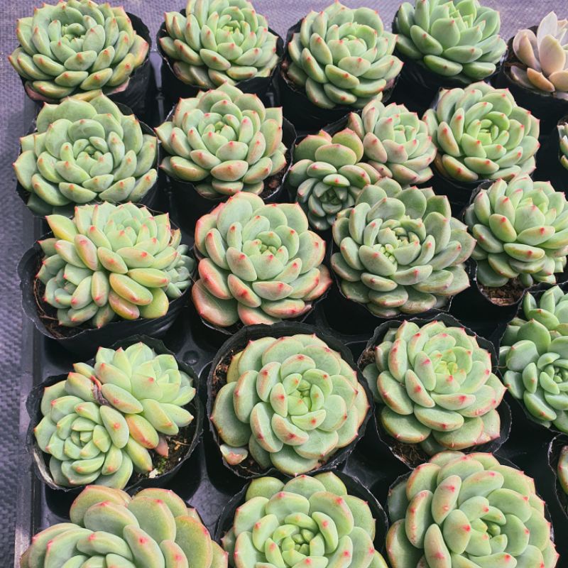 Sen đá bánh bao xanh size bé 5-7cm, xuất xứ Đà Lạt, lỗi 1 đổi 1