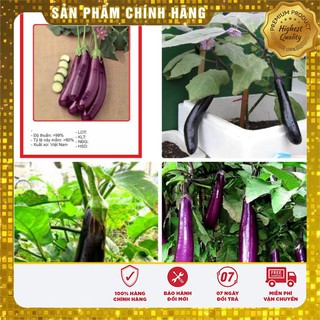 Hạt giống Cà Tím Dài F1 2gram [Bán Sỉ]