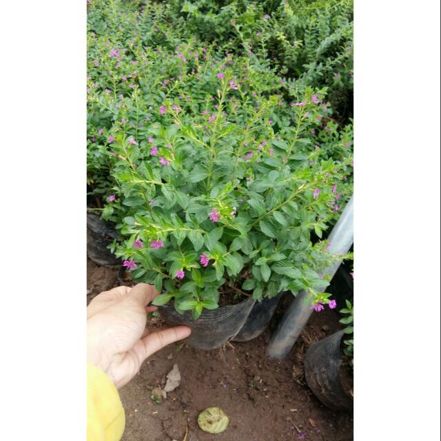 Cây cẩm tú mai cây bán hình số 2