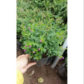Cây cẩm tú mai cây bán hình số 2