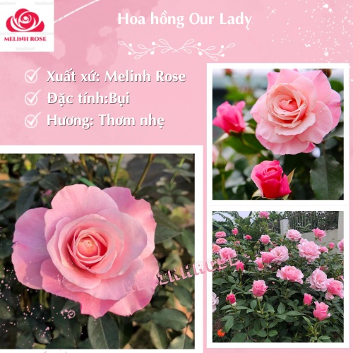 Hoa hồng Our Lady of Guadalupe có màu hồng, thơm nhẹ. Hoa rất sai có thể cho hoa quanh năm-Vườn Hoa melinhrose