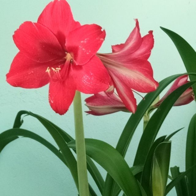 Củ Lan huệ đỏ