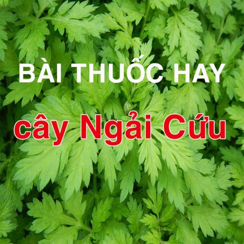 COMBO 3 CÂY NGẢI CỨU- CÂY THUỐC