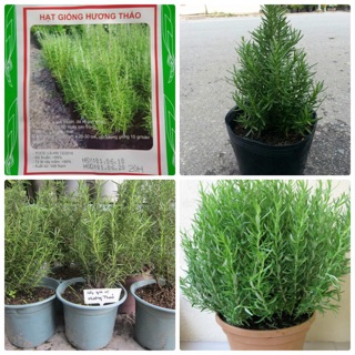 Hạt giống Cây Hương thảo