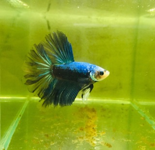 Bể cá mini