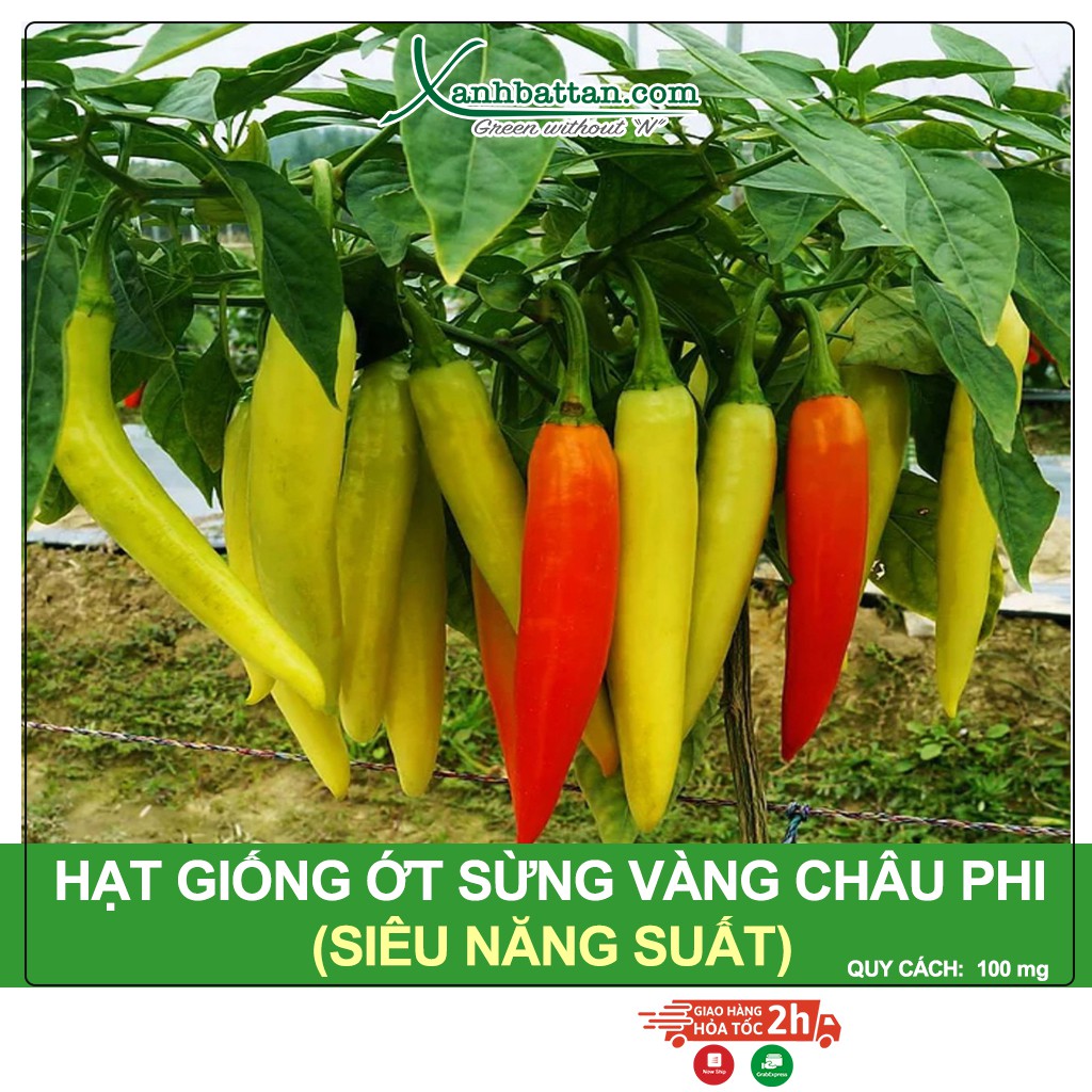 Hạt Giống Ớt Sừng Vàng Châu Phi (Africa) Siêu Cay, Siêu Năng Suất 100 mg