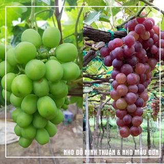 Nho đỏ Ninh Thuận & nho mẫu đơn, hướng dẫn trồng 100% ra trái