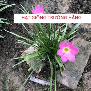 HẠT GIỐNG TÓC TIÊN HOA (HUỆ MƯA, RAIN LILY)  NHIỀU NHÁNH SUM SUÊ HOA NỞ ĐẸP