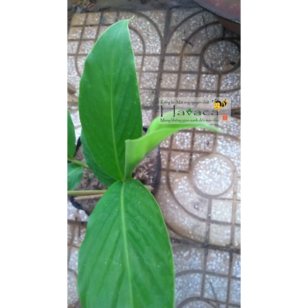 Cây hoa hạnh phúc