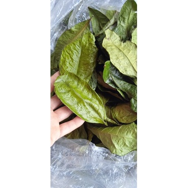 Lá trà xanh khô làm mát tra  tại nhà hay uống rất tốt