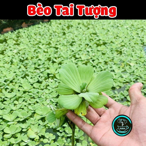 BÈO TAI TƯỢNG 🍀 THỦY SINH ? RẺ VÔ ĐỐI