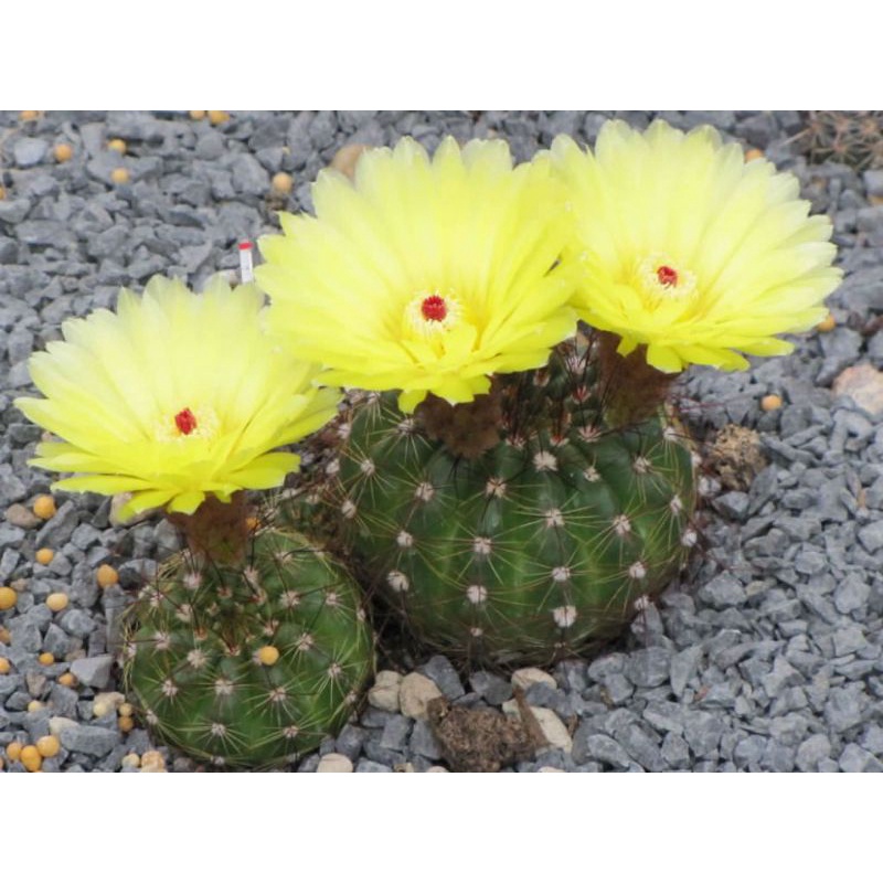 Siêu sale 50%- Xương rồng Notocatus sai hoa chậu 5cm