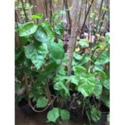 Cây hoa thiên lý- cây giống gửi đi nguyên bầu + Tặng 02 cây nhót ngọt