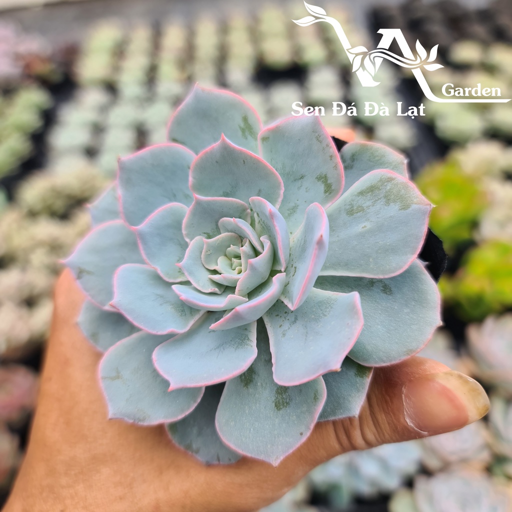 Sen Đá HỒNG PHẤN size bầu 5-8cm VA Gaden - lỗi 1 đổi 1