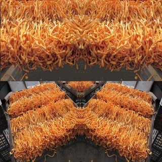100g nấm đông trùng hạ thảo