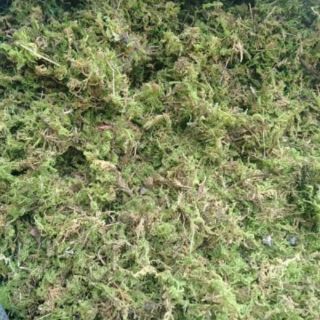 5 kg rêu rừng