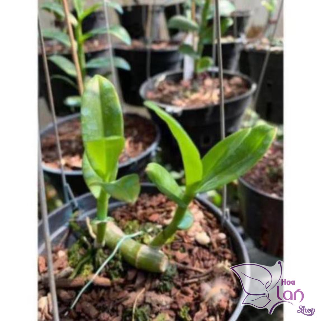 Phi điệp 5ct Phú Thọ - 5CT HO - Bảo Duy kie rừng năm 2