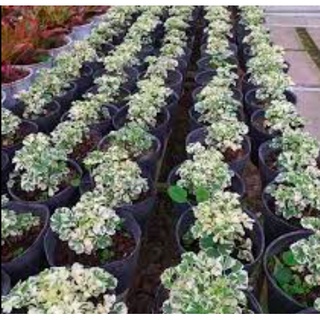 [Cây kiểng lá] Đinh Lăng Cẩm Thạch - Trang Flowers