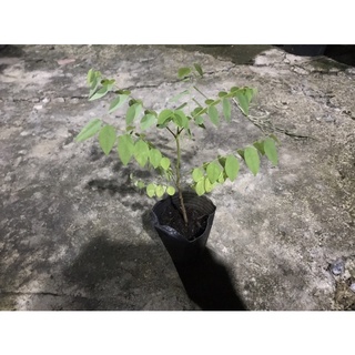 Cây chùm ruột giống (chua)