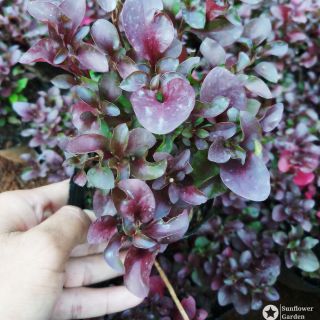 Chậu rau dền nhật