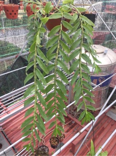 Phân trùn quế hạt mận