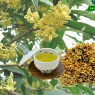 Cây mộc hương ta cao 1m hơn