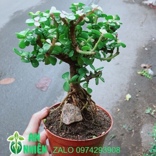 Cây đô la thân cổ thụ