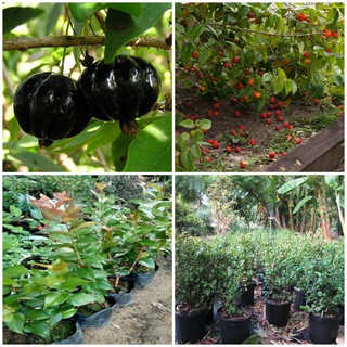 Cây giống Cherry Surinam - Giống Cherry Khía 8 múi ngoại nhập hay còn gọi Anh Đào Đen xuất xứ Brazil