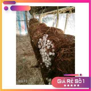 Bột lông vũ cao cấp
