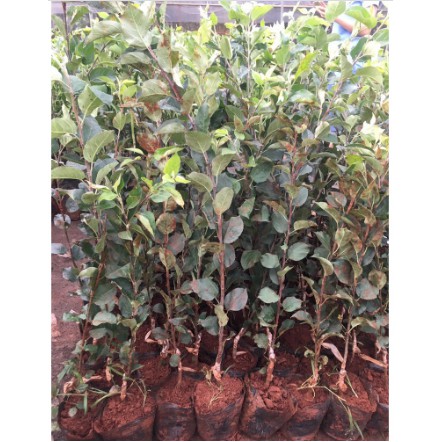 Cây giống táo đỏ, táo tây, cây bôm - Pomme-UtNho