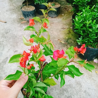 Cây Hoa Giấy Đỏ Lửa - cây cảnh để bàn - caykiengsadec