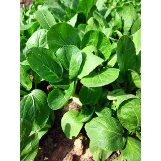 Hạt giống rau cải ngọt gói 50 gram