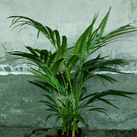 Cây kiểng Cau Vàng