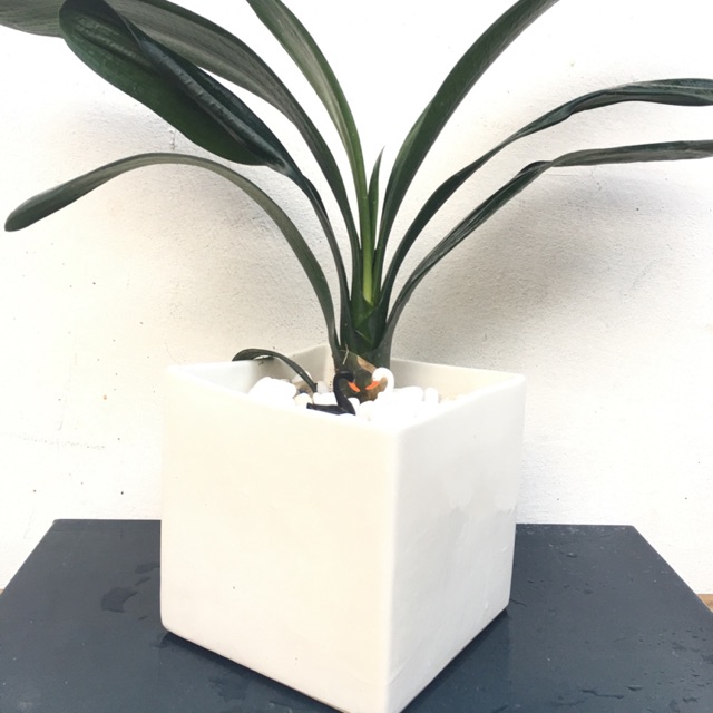 Chậu vuông bát tràng