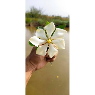 Cây dành dành cánh đơn hoa thơm (chi tử)