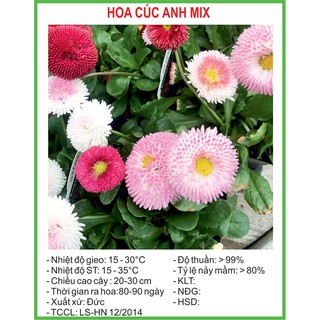Hạt Giống Hoa cúc anh Mix 100 Hạt/ Gói