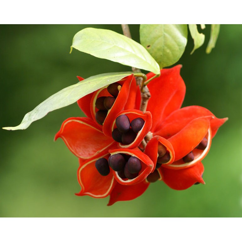 Cây Sang giống cao 50cm